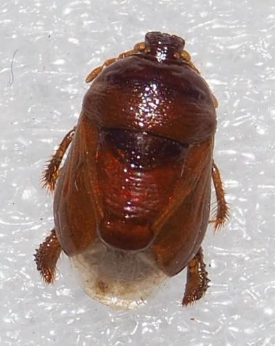 Scaptocoris minor